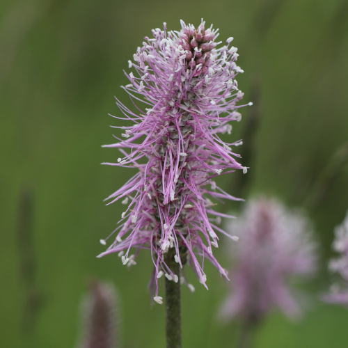 Mittlerer Wegerich / Plantago media